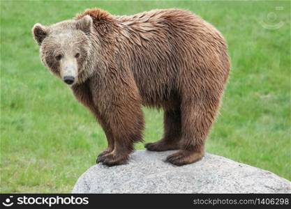 Brown bear on a rock