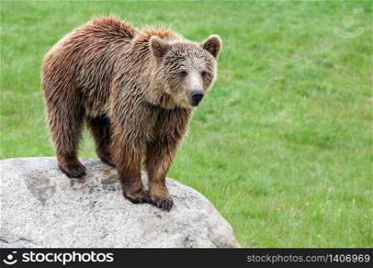 Brown bear on a rock