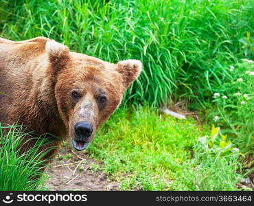 Brown bear on Alaska