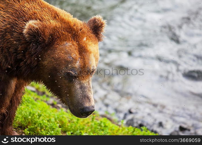 Brown bear on Alaska