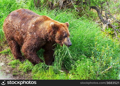 Brown bear on Alaska