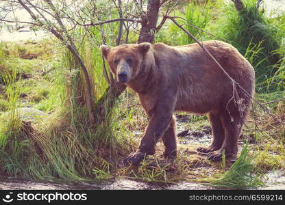 Brown bear on Alaska