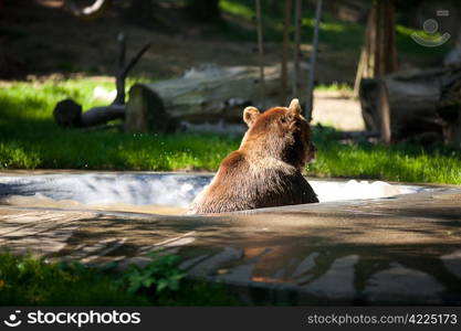 brown bear on the nature