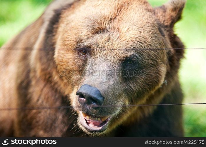 brown bear on the nature