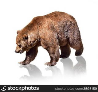 Brown Bear On White Background