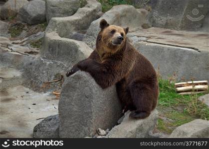 Brown bear rest