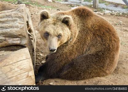 Brown bear sitting, Lika, Croatia