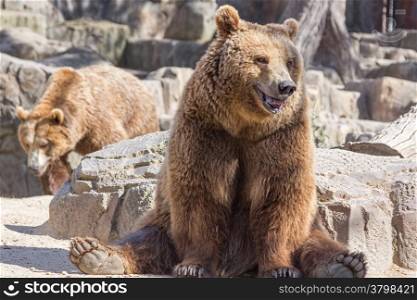 brown bear sitting so funny