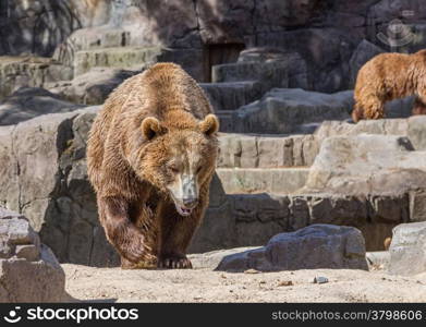 brown bear sitting so funny