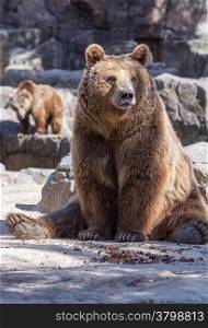 brown bear sitting so funny