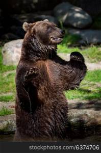 Brown bear (Ursus arctos) is the most widely distributed bear and is found across much of northern Eurasia and North America.