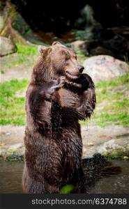 Brown bear (Ursus arctos) is the most widely distributed bear and is found across much of northern Eurasia and North America.