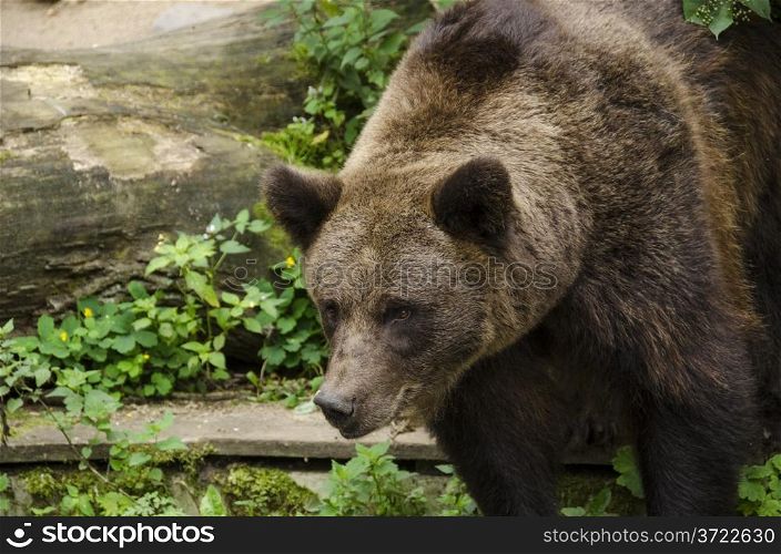 Brown bear, Ursus arctos looking down with tree in background