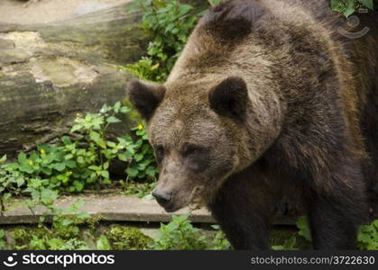 Brown bear, Ursus arctos looking down with tree in background