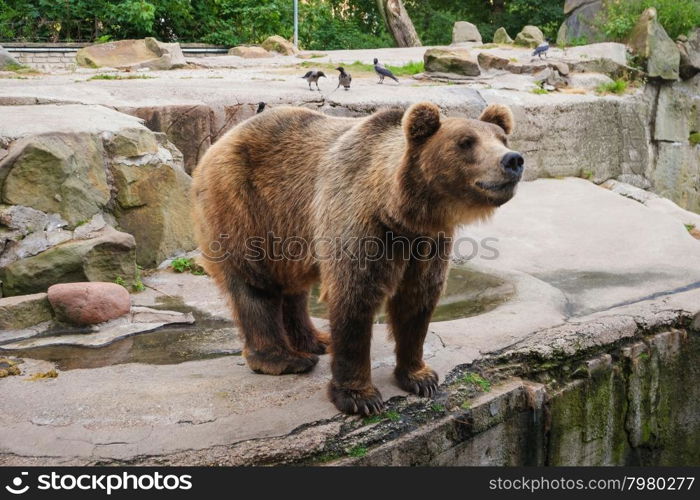 Brown bear (Ursus arctos) standing, side view