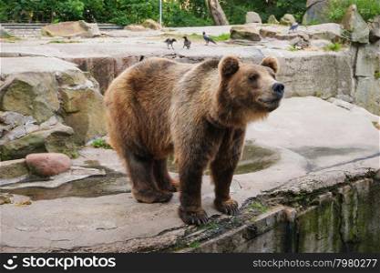 Brown bear (Ursus arctos) standing, side view