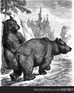 Brown Bear, vintage engraved illustration. From Zoology Elements from Paul Gervais.