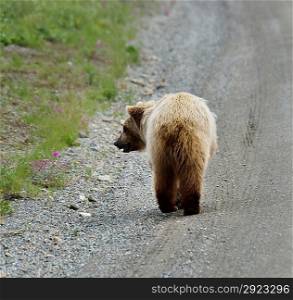 Brown Bear Walking On A Side Of A Road