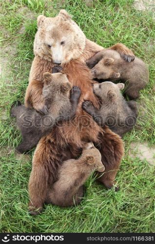 Brown bear with newborn