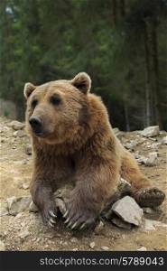 Brown bear with open mouth portrait in Carpathian mountains, Ukraine&#xA;