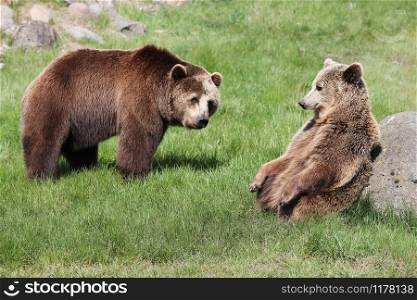 Brown bears in the nature