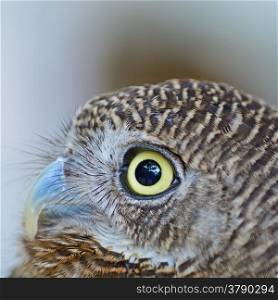 Brown bird, Asian Barred Owlet (Glaucidium cuculoides), face profile