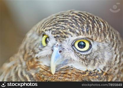 Brown bird, Asian Barred Owlet (Glaucidium cuculoides), face profile