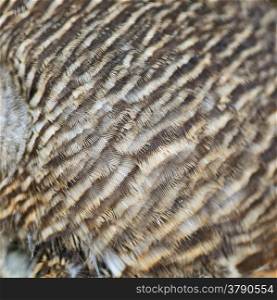 Brown bird feathers, Asian Barred Owlet (Glaucidium cuculoides) feathers background