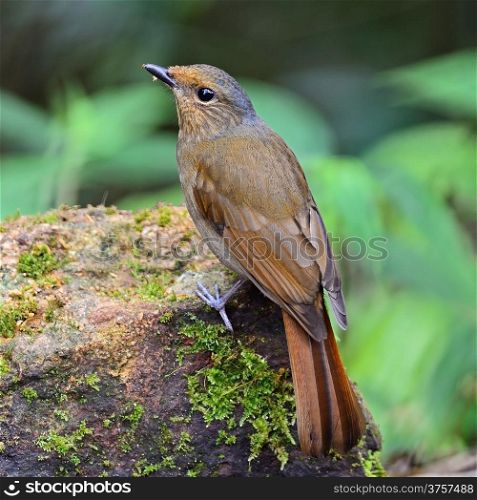 Brown bird, female Large Niltava (Niltava grandis), standing on a branch, back profile