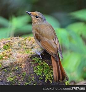 Brown bird, female Large Niltava (Niltava grandis), standing on a branch, back profile