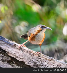 Brown bird, Rusty-cheeked Scimitar-babbler (Pomatorhinus erythrogenys), standing on the log, breast profile