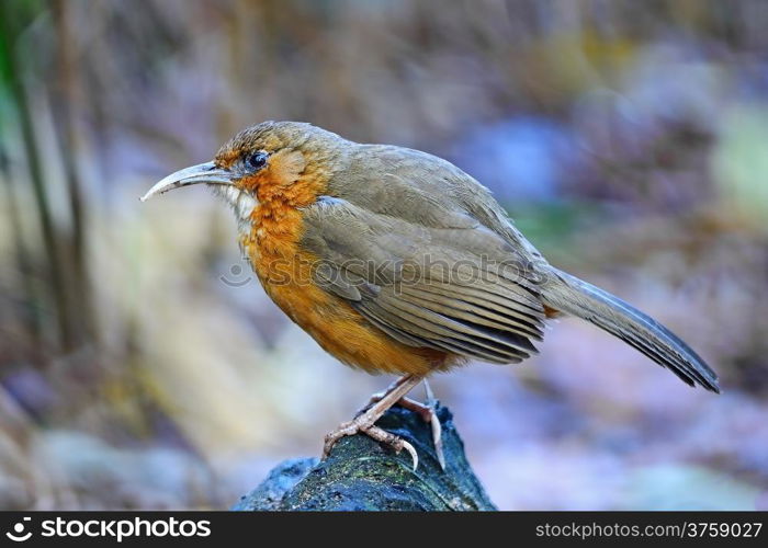 Brown bird, Rusty-cheeked Scimitar-babbler (Pomatorhinus erythrogenys), standing on the log, side profile