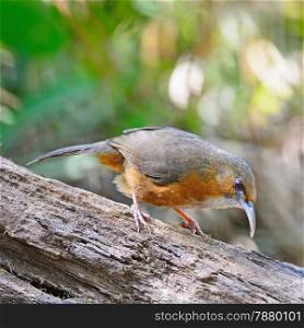 Brown bird, Rusty-cheeked Scimitar-babbler (Pomatorhinus erythrogenys), standing on the log, side profile
