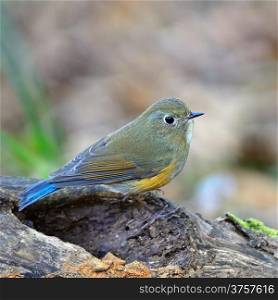 Brown bird with blue tail, female Himalayan Bluetail (Tarsiger rufilatus), standing on the log, back profile