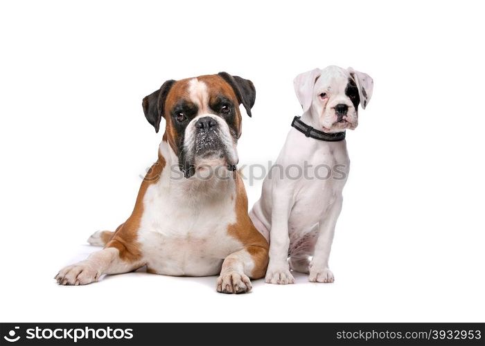 Brown boxer dog and a boxer puppy. Brown boxer dog and a boxer puppy in front of a white background