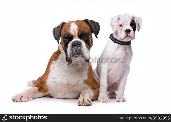 Brown boxer dog and a boxer puppy. Brown boxer dog and a boxer puppy in front of a white background