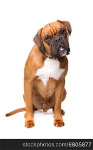 brown boxer dog. brown boxer dog sitting in front of a white background
