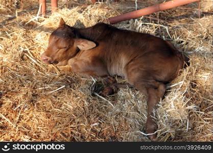 Brown Brahman calf resting laying on grass.