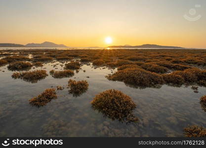 Brown branch of coral species. Tropical reef tentacles in sea ocean water at sunset in Phuket island, Thailand. Marine animal.