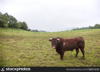 brown bull in field in the French Jura