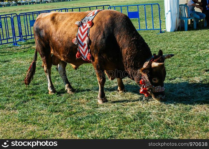 Brown bull with traditional Turkish fabric on it on green grass in display