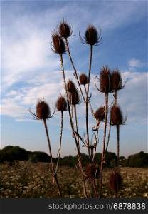 brown bulrush heads spiked outside in the meadow with cow parsley background peaceful and gorgeous swaying natural