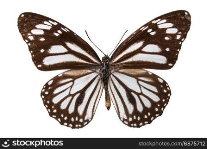 brown butterfly isolated on white