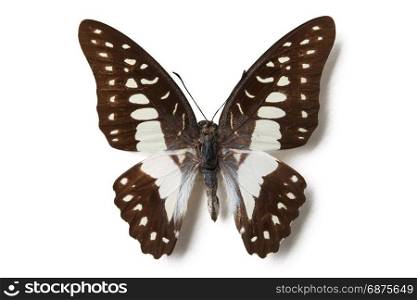 brown butterfly isolated on white with clipping path