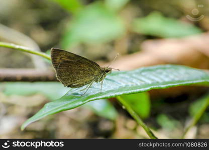 Brown butterfly on leaf in nature