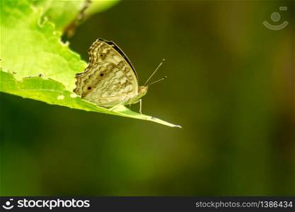 Brown butterfly on the leaves