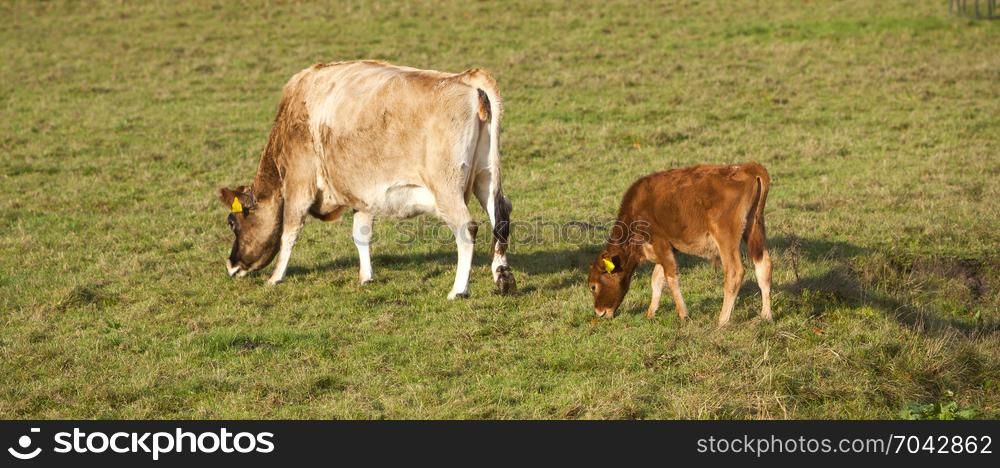 brown calf and cow graze in green meadow in the netherlands