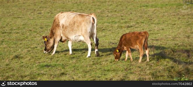 brown calf and cow graze in green meadow in the netherlands