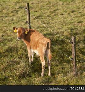 brown calf in green meadow next to barbed wire looks back