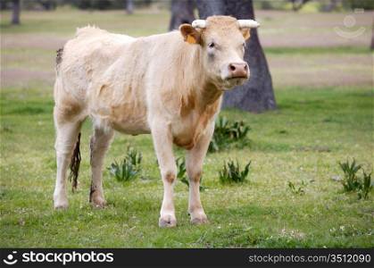 Brown calf standing in a green meadow